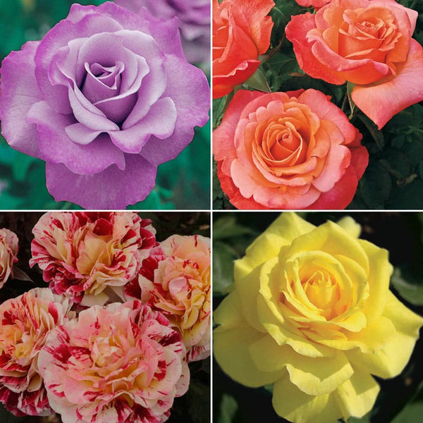 Our Choice Jumbo Floribunda Rose | Spring Hill