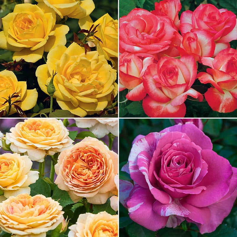 Grandiflora Roses - Shop Grandiflora Rose Bushes | Spring Hill – Spring ...