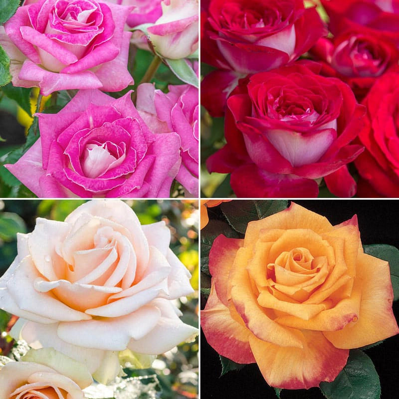 Tea Varient Roses Hybrid Tea Roses for Sale - Hybrid Tea Rose Varieties – Spring Hill Nursery