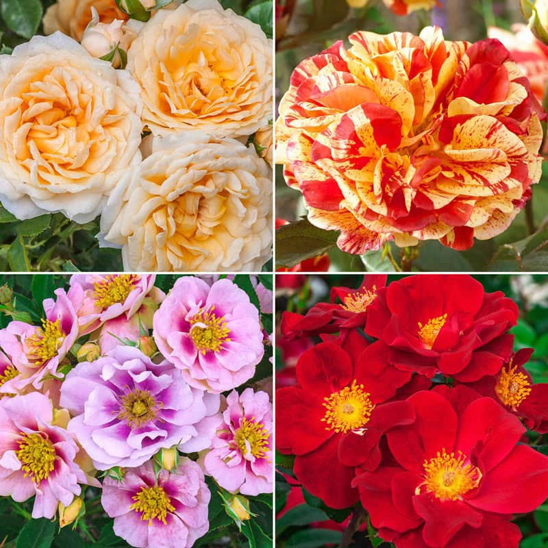 Shrub Roses for Sale - Modern Shrub Roses| Spring Hill – Spring Hill ...