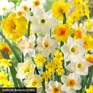 Spring In The Shade Collection