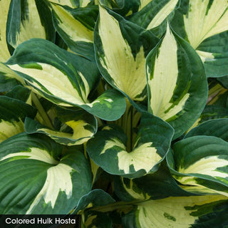 Spring In The Shade Collection