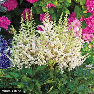 Spring In The Shade Collection