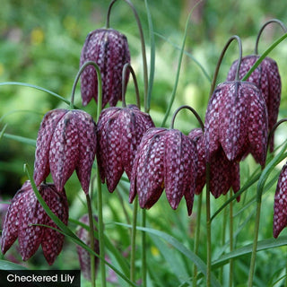 Spring In The Shade Collection