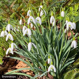 Spring In The Shade Collection