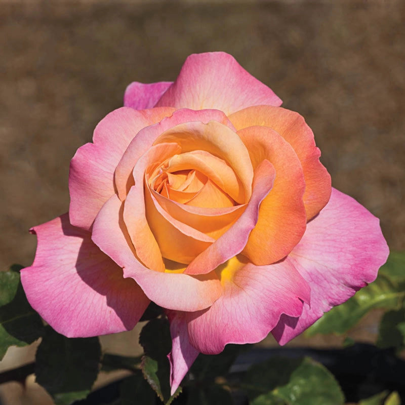 Jumbo Roses | Spring Hill Nurseries – Spring Hill Nursery