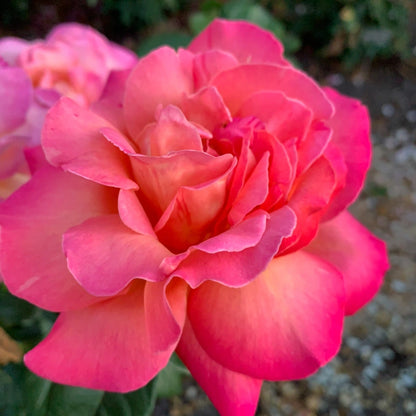 Chicago Peace Hybrid Tea Rose