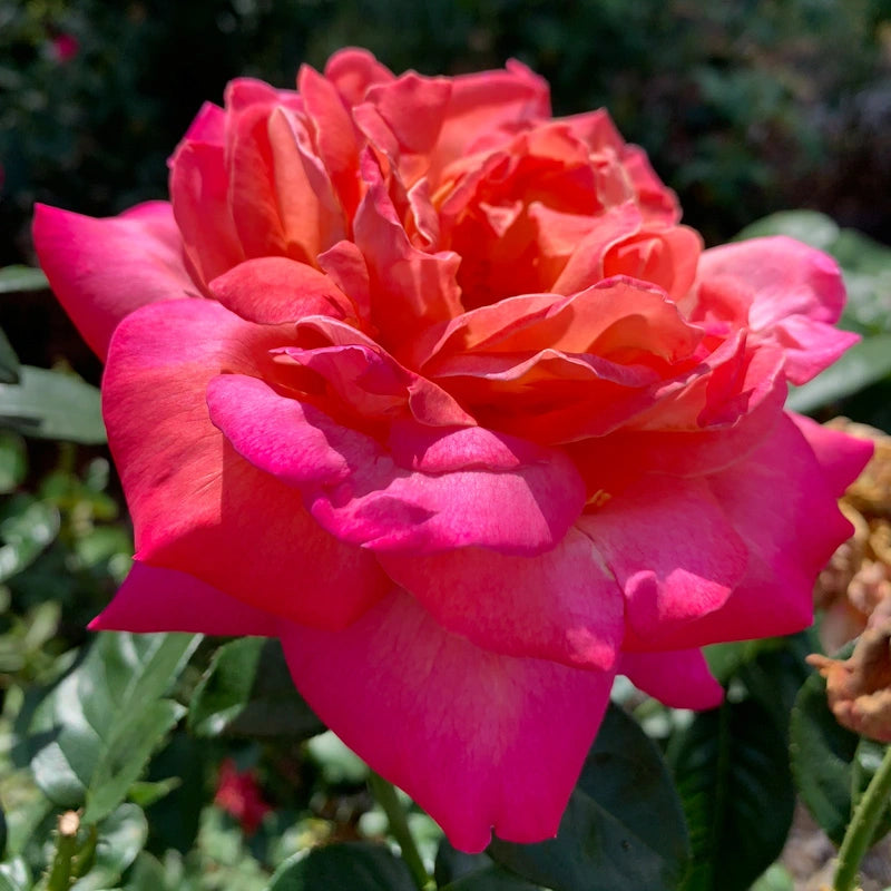 Chicago Peace Hybrid Tea Rose