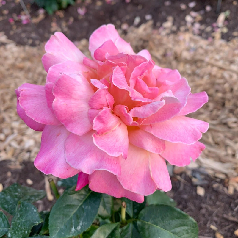 Chicago Peace Hybrid Tea Rose