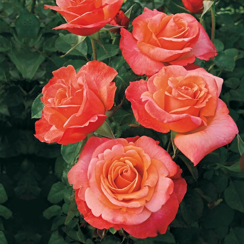 Floribunda Roses Color Colorific Floribunda Roses - Shop Roses| Spring Hill – Spring Hill Nursery