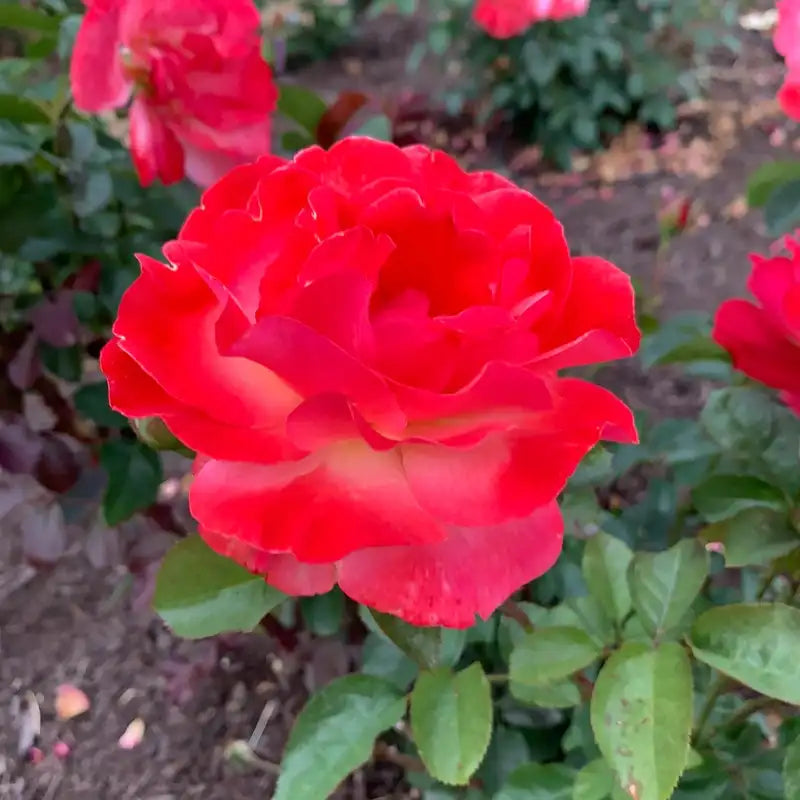 Jumbo Colorific™ Floribunda Rose