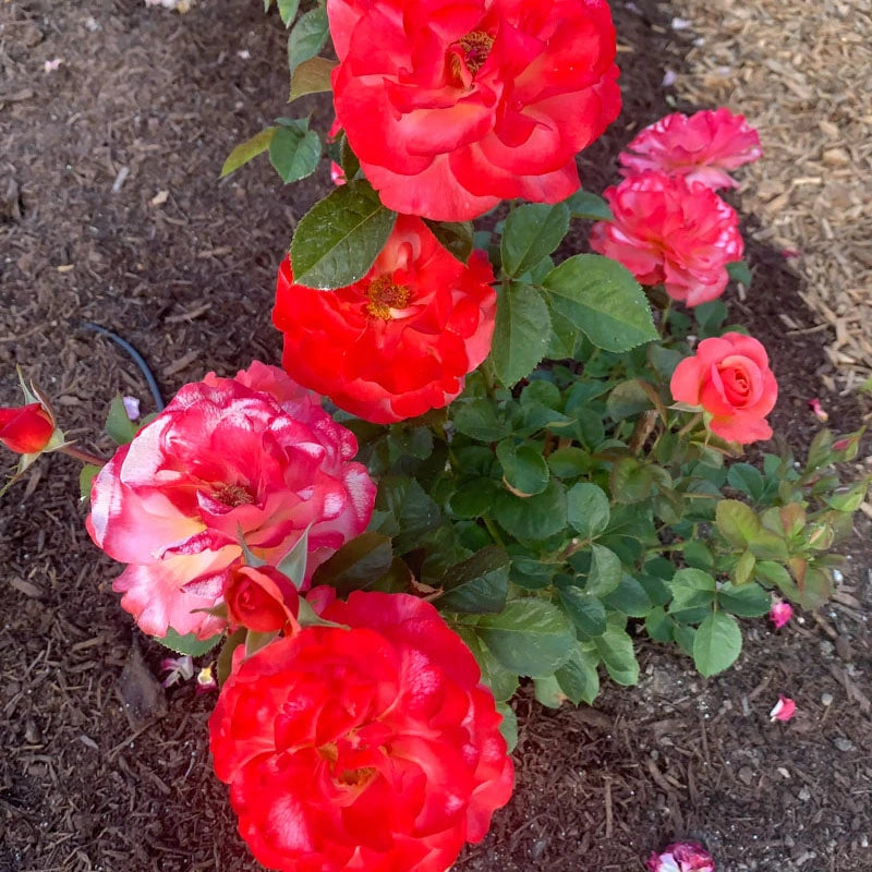 Jumbo Colorific™ Floribunda Rose