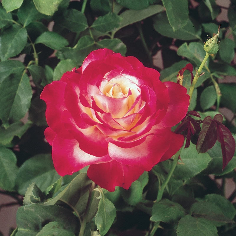 Jumbo Double Delight Hybrid Tea Rose