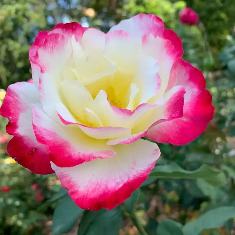 Jumbo Double Delight Hybrid Tea Rose