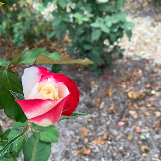 Double Delight Hybrid Tea Rose