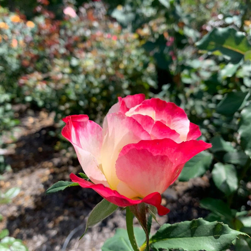 Jumbo Double Delight Hybrid Tea Rose