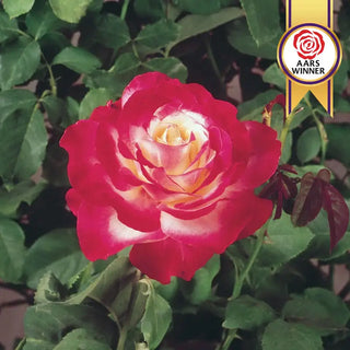 Double Delight Hybrid Tea Rose