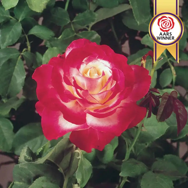 Jumbo Double Delight Hybrid Tea Rose