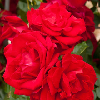 Dublin Bay Climbing Rose