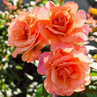 Easy Does It® Floribunda Rose