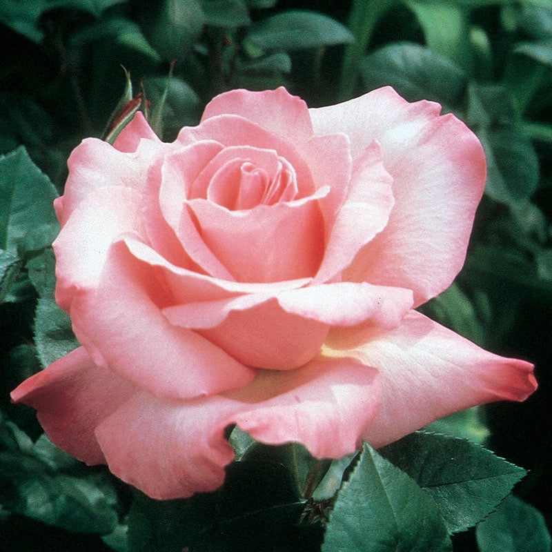 Jumbo First Prize Hybrid Tea Rose