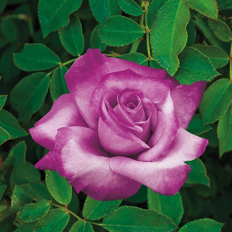 Fragrant Plum Grandiflora Rose Jumbo