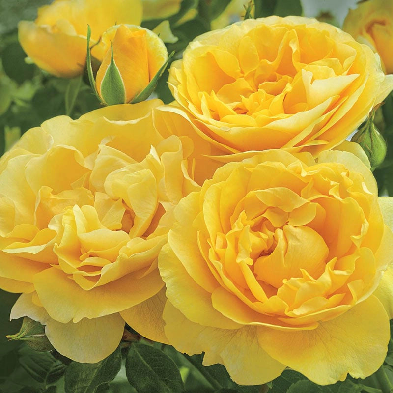 Grandiflora Roses - Shop Grandiflora Rose Bushes | Spring Hill – Spring ...
