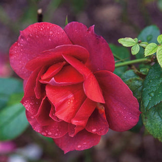 Hot Cocoa™ Floribunda Rose