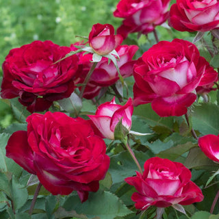 Love at First Sight Hybrid Tea Rose