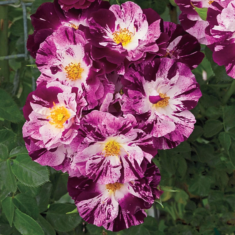 Purple Splash™ Climbing Rose Jumbo