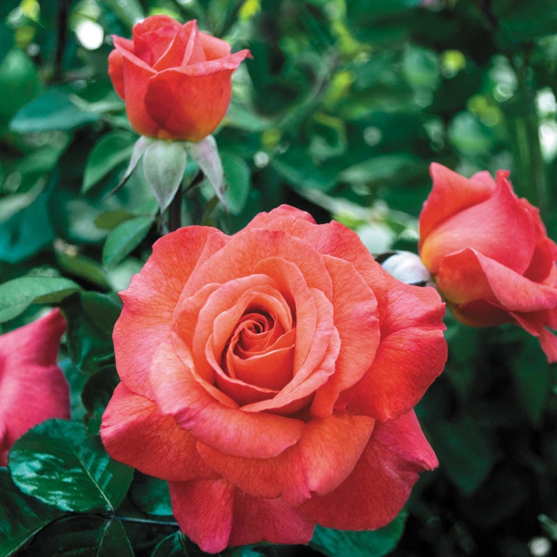 Sedona Hybrid Tea Rose Jumbo