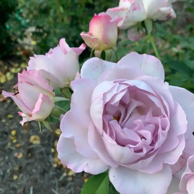 Silver Lining™ Floribunda Rose