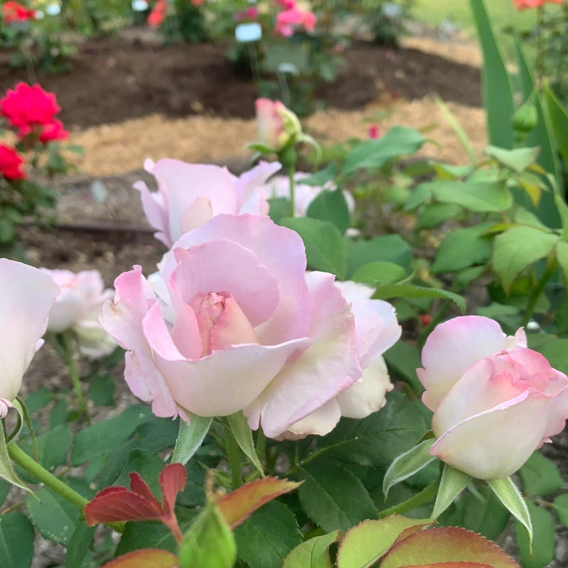 Silver Lining™ Floribunda Rose