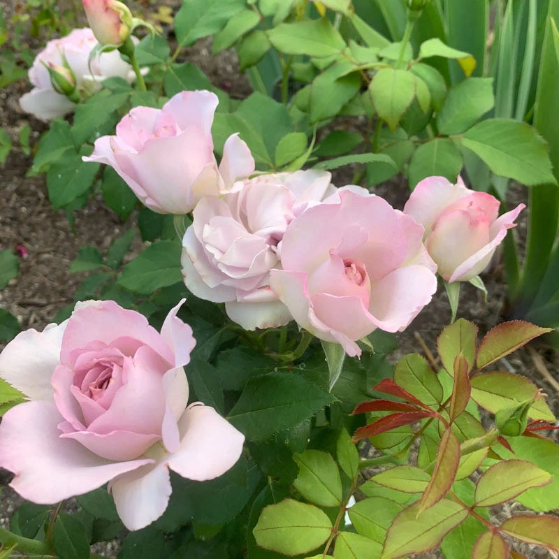 Silver Lining™ Floribunda Rose