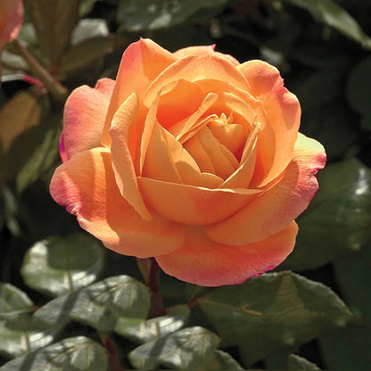 Strike It Rich® Grandiflora Rose-Jb