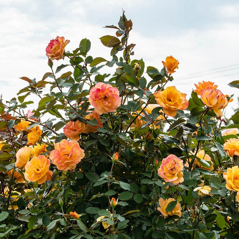 Jumbo Strike It Rich Rose Shop Jumbo Roses Spring Hill Spring