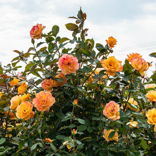 Strike It Rich® Grandiflora Rose