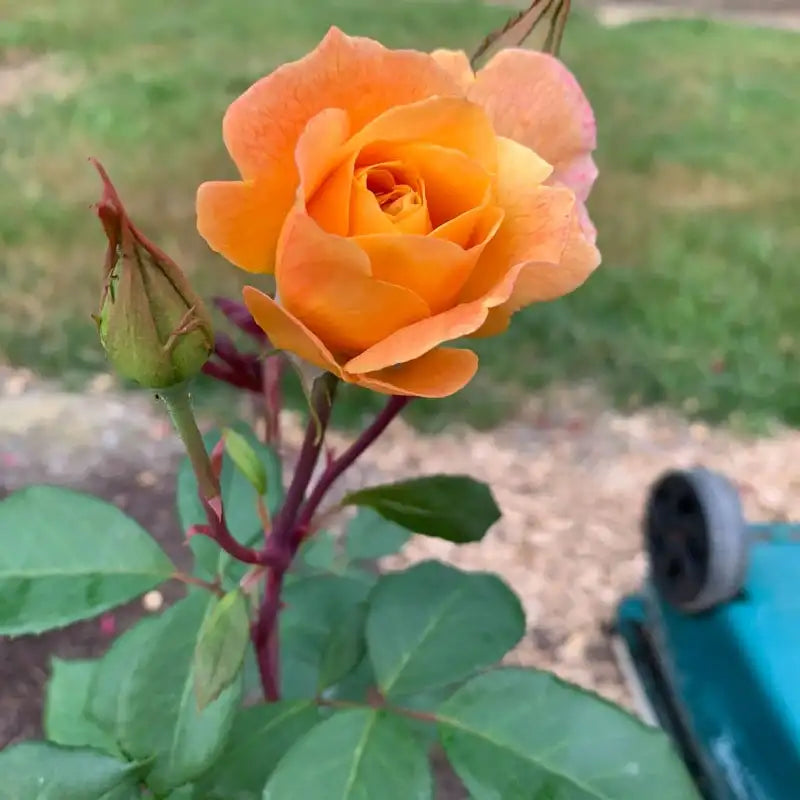 Jumbo Strike It Rich Rose Shop Jumbo Roses Spring Hill Spring