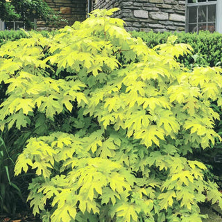 Little Honey Oakleaf Hydrangea