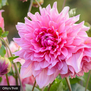 Bouquet Builder's Dahlia Collection