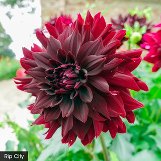 Bouquet Builder's Dahlia Collection