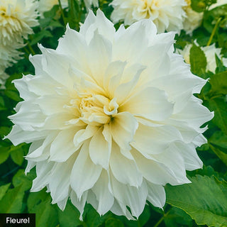 Bouquet Builder's Dahlia Collection