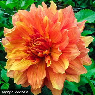 Bouquet Builder's Dahlia Collection