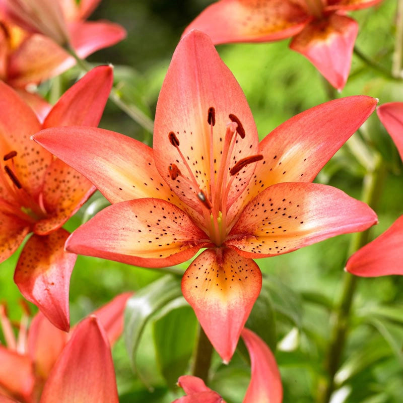 Trogon Asiatic Lily - Shop Asiatic Lilies | Spring Hill – Spring Hill ...