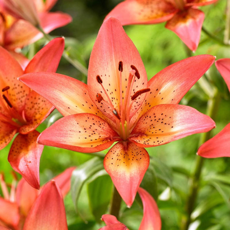 Trogon Asiatic Lily