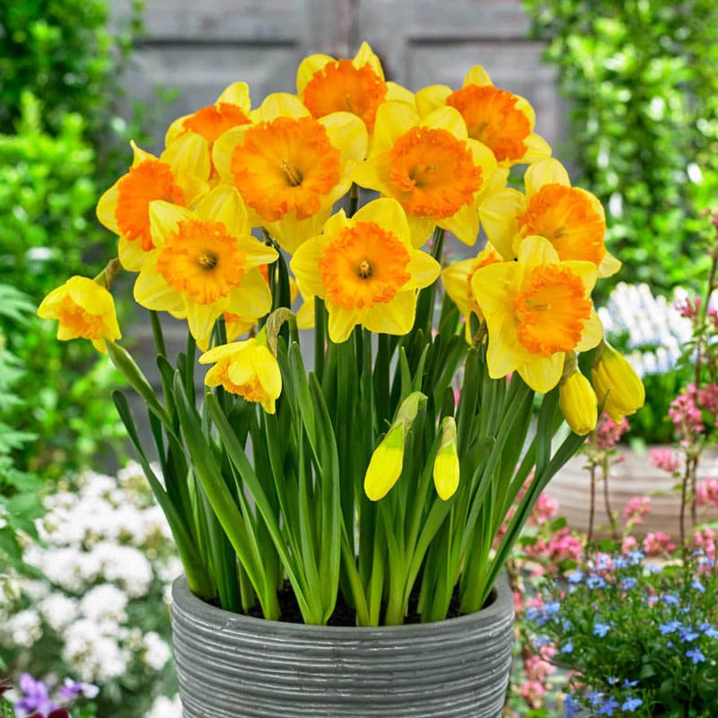 Ferris Wheel Daffodil