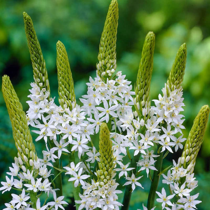 star of bethlehem flower seeds Star Of Bethlehem Sochi