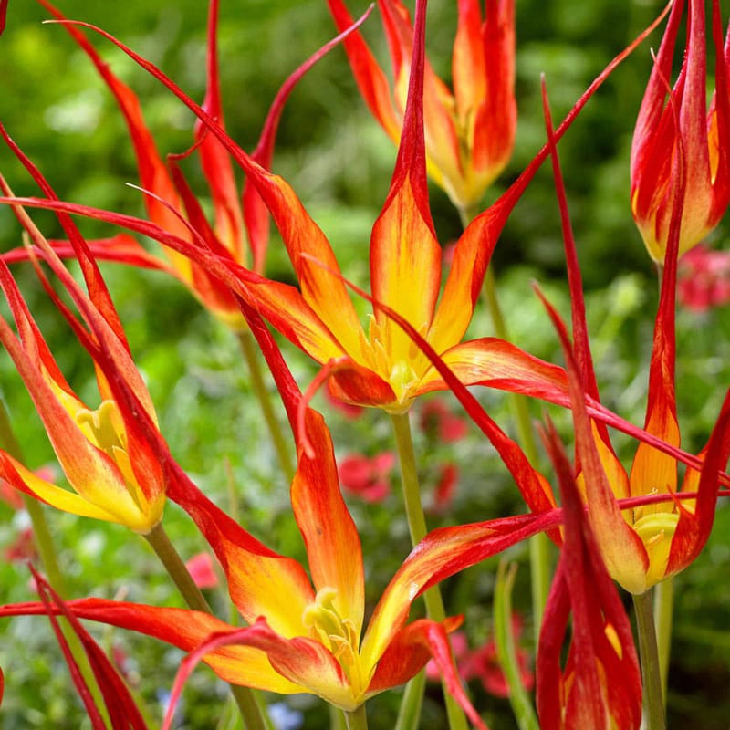 Tulip Acuminata