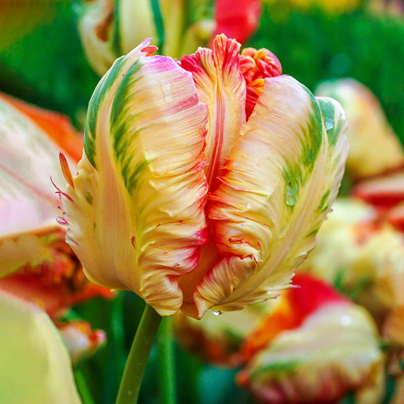 Blushing Parrot Tulip