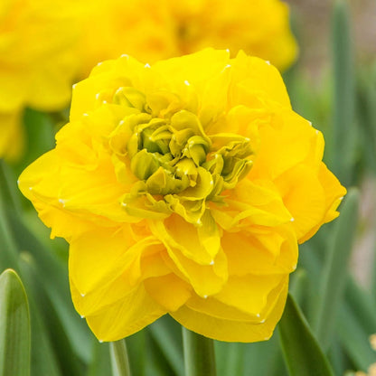Thunderball Daffodil